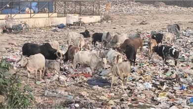 Photo of पुराने सीतापुर के घनी आबादी वाले क्षेत्र में कचरा डंपिंग से बढ़ी मुसीबत, दुर्गन्ध और बीमारियों से त्रस्त मोहल्लेवासी