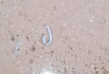 Photo of Sitapur तरीनपुर अंसारी टोला में दूषित पेयजल से हड़कंप, सप्लाई लाइन से निकले कीड़े-मकौड़े