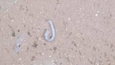 Photo of Sitapur तरीनपुर अंसारी टोला में दूषित पेयजल से हड़कंप, सप्लाई लाइन से निकले कीड़े-मकौड़े